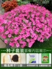 Twenty -10,000 grains+rooting fluid+fertilizer/buy two get one free