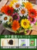 Medal Chrysanthemum 50 capsules + rooting solution + fertilizer / buy two get one free