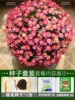 Red tube chrysanthemum 500 capsules + rooting liquid + fertilizer / buy two get one free