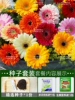 100 grains of African chrysanthemum+rooting solution+fertilizer/buy two get one free