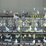 ��ƽ���� 