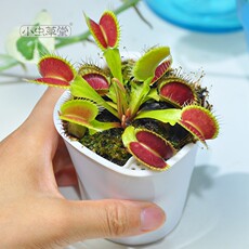 насекомоядное растение 小虫草堂1直播捕蝇草三文鱼奸笑食虫植物食虫草食人花捕虫草食肉 Insects Cottage