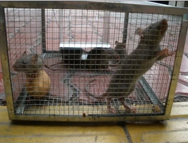 MOUSE DRAGON CAGE MOUSE TRAP FULLY AUTOMATIC PLUS LARGE SUPERMARKET RAT CAGE SUPER STRONG IRON CLAMP HOUSEHOLD NEW CAPTURE TRAP