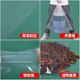pe平口袋高压透明包装塑料胶袋加厚食品袋防潮防尘收纳内膜袋子