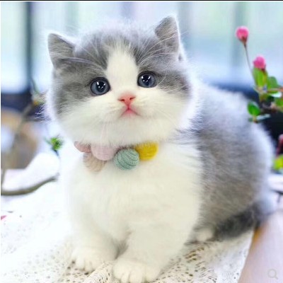 순종 영국 짧은 파란색과 흰색 고양이 새끼 고양이 접힌 귀 영국 짧은 머리 고양이 짧은 다리 새끼 고양이 살아있는 동물 새끼 라이브 애완 동물 고양이