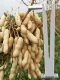 Peanut Picking Artifact Household Picking Edama Picking Peanut Threshing Peanuts Picking Tool Picking Tool Picking Tool