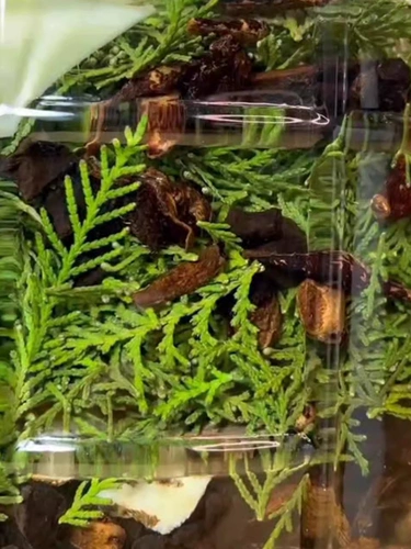 Чистое растение орхидацеи листья и раствор питания