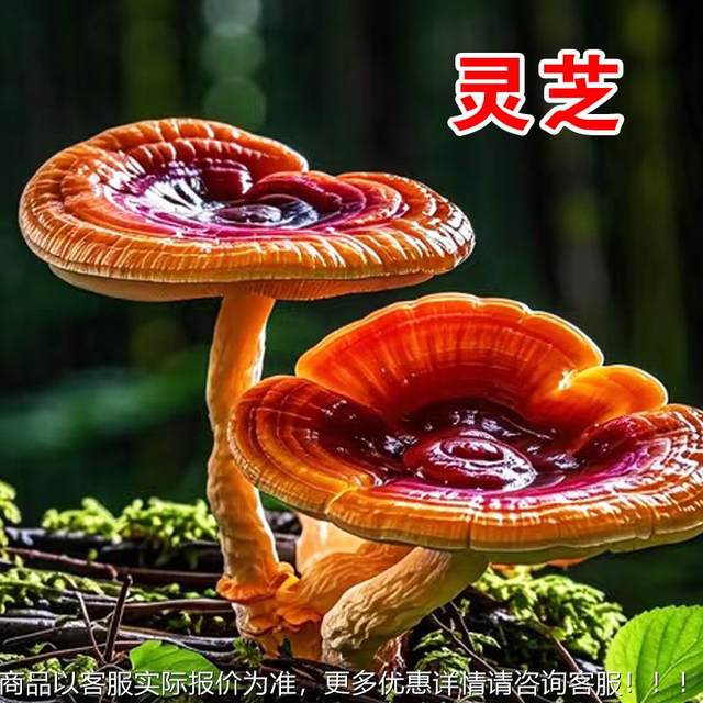 Oyster mushroom bag Ganoderma lucidum mushroom bag sprouts bean sprouts various mushroom bags