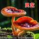 Oyster mushroom bag Ganoderma lucidum mushroom bag sprouts bean sprouts various mushroom bags