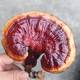 Oyster mushroom bag Ganoderma lucidum mushroom bag sprouts bean sprouts various mushroom bags