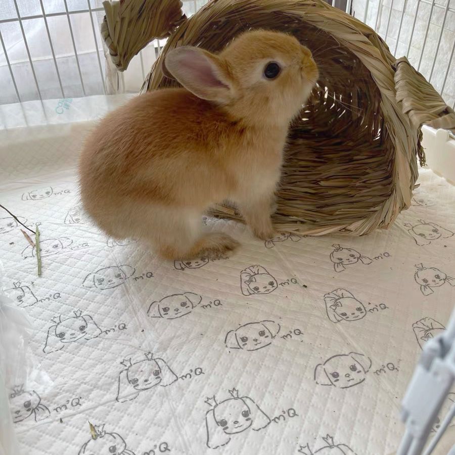 애완 동물 카드 인쇄 기저귀 패드 개 기저귀 두꺼운 슈퍼 흡수성 테디 VIP BICHON 기저귀 기저귀 용품