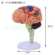 人体大脑解剖模型人体器官结构教学模型4D脑可拆装医院摆件讲解