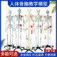 85CM human skeleton model 170CM skeleton model adult small skeleton teaching model spine whole body