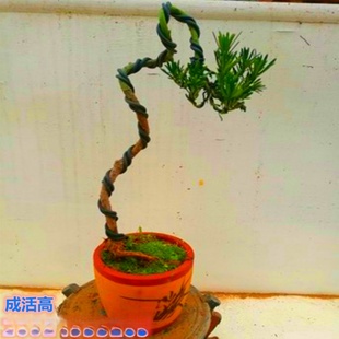 С�~ȸ���_�h���辰�������ʽ ���͘䘶 ���~�ջ��F���@�N�_�h��