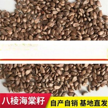 河北怀来八棱海棠树种子果树种子净籽嫁接苹果树种子砧木种子