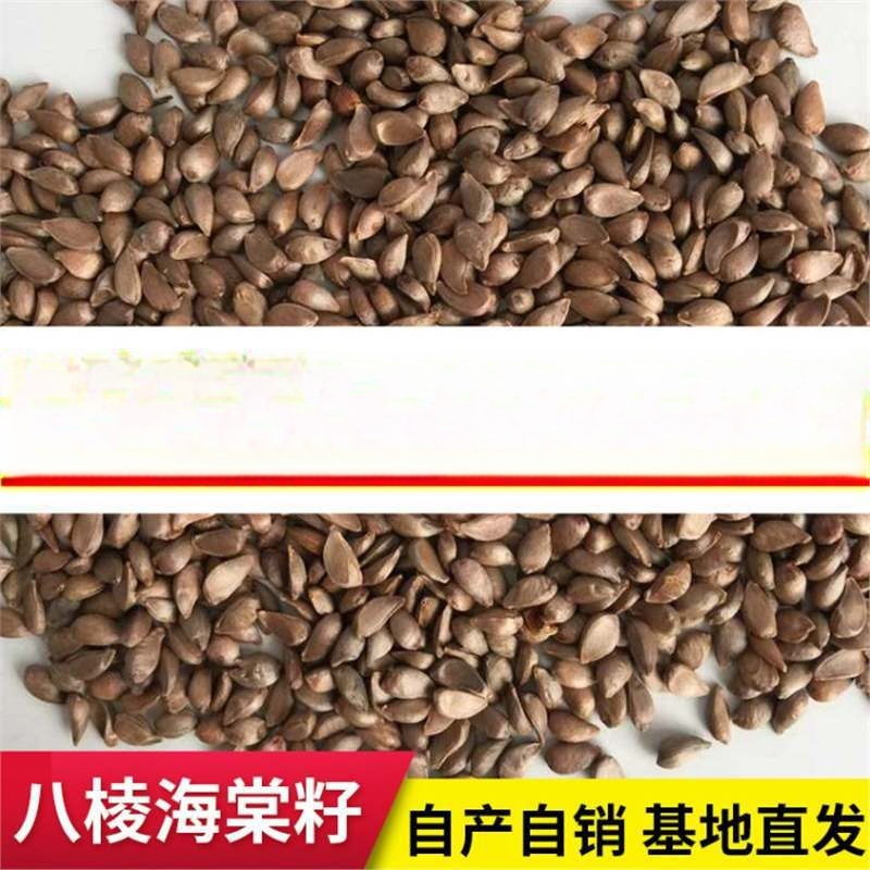 河北怀来八棱海棠树种子果树种子净籽嫁接苹果树种子砧木种子