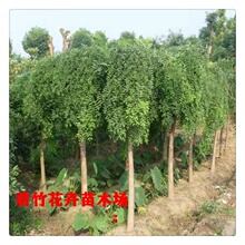龙爪槐树苗黄金槐垂槐雨伞造型树庭院绿化树耐寒耐旱四季适宜种植
