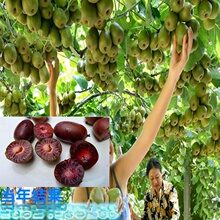 ���lܛ���J���Ҙ����ϱ����Nֲ����Y���t�īJ����С���ϱ����Nֲ