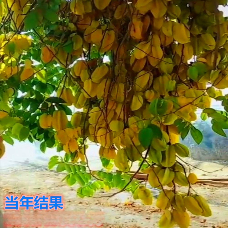 Оптовая продажа Тайвань Four Seasons Красная Сладкая рассада карамболы в горшке Сладкая рассада карамболы Малайзия