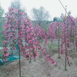 �����z���ġ����z���Ę��� ���z���ăr�� ���΃��� �r�񃞻�