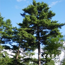 ���l�t�ɷN�� ���ɹ����n�ɼt���ɳ��r�ɷN�� �����·N�|���r��