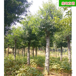 ���l��Ӣ���� �ؗU��ֲ��Ӣ��Ʒ������ľ�@�־G������ ����ֱ�N