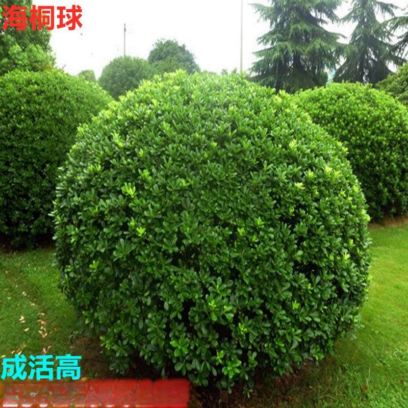 Оптовая Haitong небольшие саженцы Haitong мяч вечнозеленые саженцы комаров забор север и юг посадка