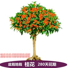 ���l�޽ӹ𻨘���������ͳ�������ļ��_�������ϱ����NֲС��