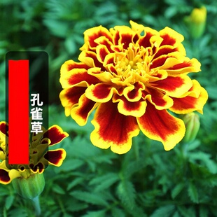 ��ȸ�ݷN���ͺ��ļ����N�_��ͥԺ���^���ܻ��������׻��r���N����