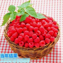 批发树莓苗覆盆子树苗盆栽黑树莓红树莓苗南北方种植养蚕果树小苗