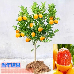 ���l�t�ĳ�����Ѫ�Ș�С���ϱ����N�o���ļ�����Y���o���۳�����