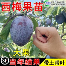 ��÷������ش����Ե��d����Y���Ϸ������Nֲ��÷���ӹ����玧��