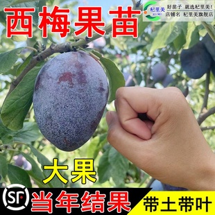 ��÷������ش����Ե��d����Y���Ϸ������Nֲ��÷���ӹ����玧��