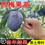 西梅树树苗特大盆栽地载当年结果南方北方种植西梅李子果树苗带土