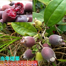 批发捻子树苗捻子果苗山捻子小苗乌稔桃金娘盆栽南北方种植庭院种