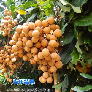 ���l���۹��A����ʯ���ļ����������С���ϱ����Nֲ�ļ�����Y��