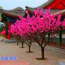 ���l÷���������t÷�D÷ �����~÷�� �׾G��÷С���ϱ�������