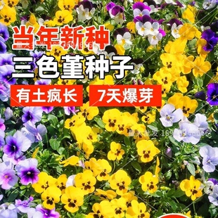 ��ɫ�����N��؈��Ę���ѻ��N��ԭ�b�ļ��߲˷N�Ӵ�ȫ���ܷN�����l