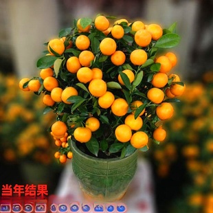 ���l���С�����Ԙ���С��������Ƥ�����ֳ��ļ�����Y���ϱ���