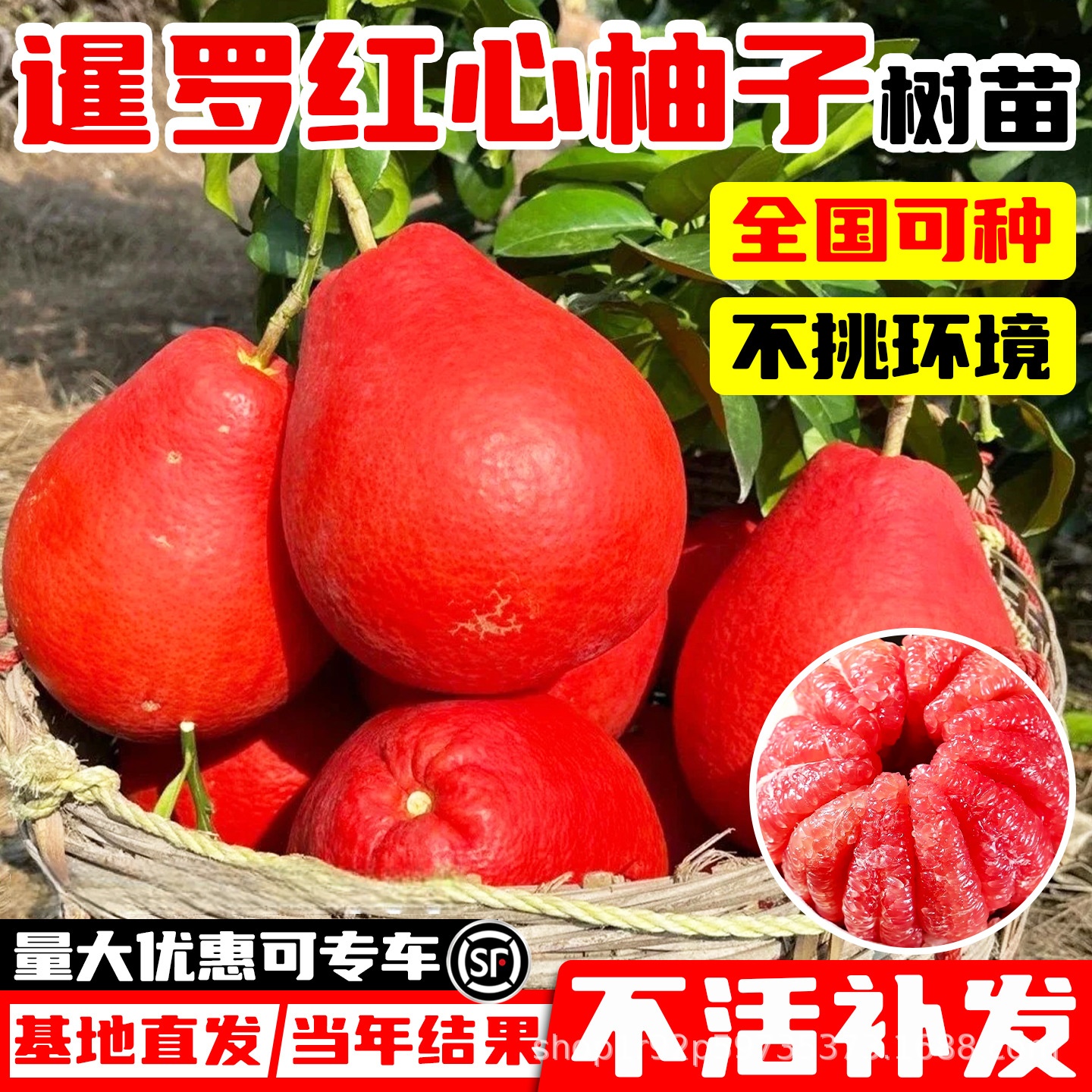 柚子树苗四季暹罗红心果树水果大苗沙田红肉蜜柚嫁接盆栽南方种植