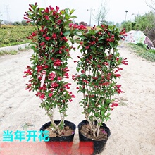 ���l�\������ �t�����\�������� ����\��С���ϱ����Nֲ�ļ��_��