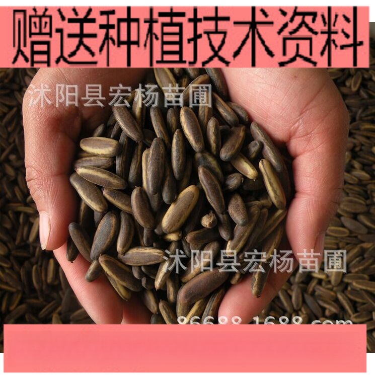 凤凰木种子新采 红花楹种子 金凤种子 火树种子