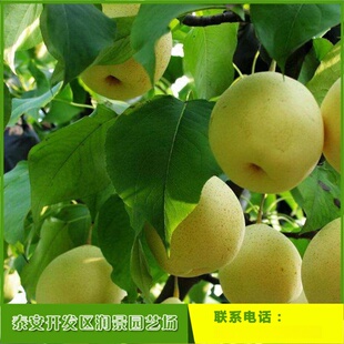 �G��ʯ�����Ʒ�N ����һ����2����3�������r�� �޽���������