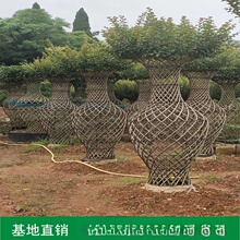 批发造型紫薇花瓶 庭院古桩风景树市政园林绿化苗木 湖南基地直销
