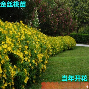 ���l��z��С���z���绨��ľ�������Ļ���z�����ϱ����Nֲ����