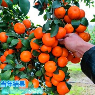 ���lɳ�ǽ����ĕ�ɳ�ǽ�С��ɰ���٘���o�џo��С�箔��Y������