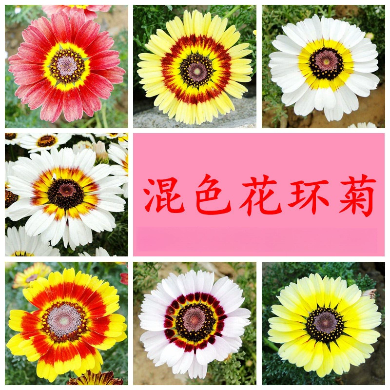 Смешанные цвета Семена цветов Пейзаж Двор Балкон Горшечные Семена цветов легко сажать в четыре сезона