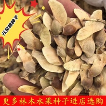 元宝枫种子，榨油元宝枫籽，五角枫种子产地大量供应，枫树庭院