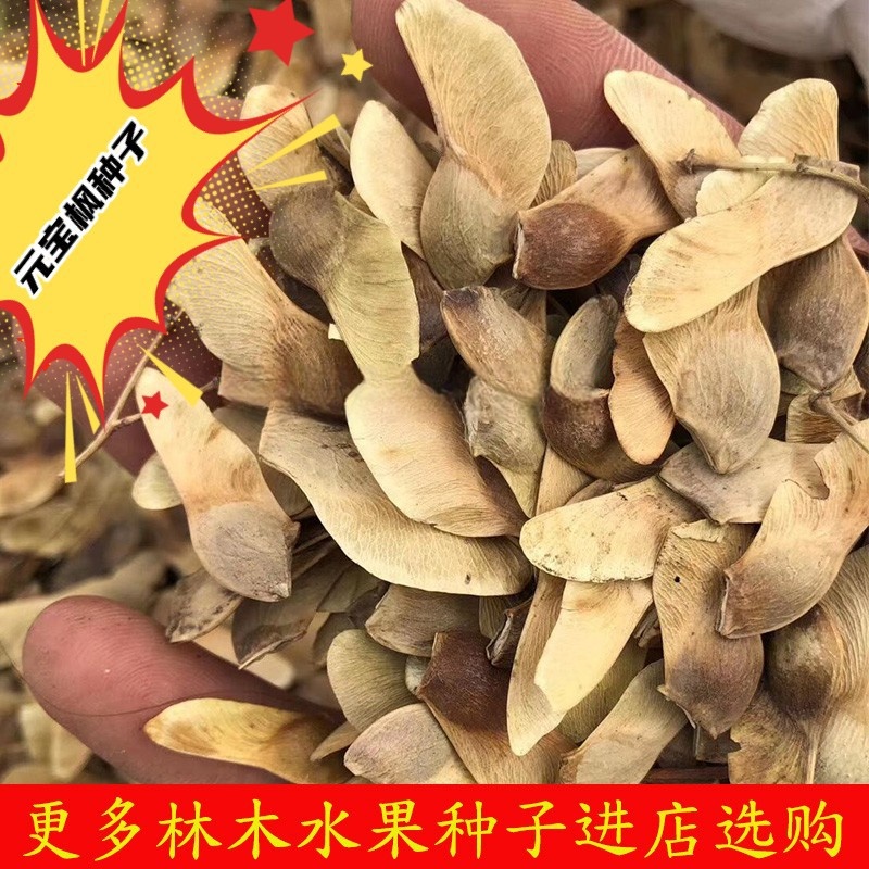 元宝枫种子，榨油元宝枫籽，五角枫种子产地大量供应，枫树庭院