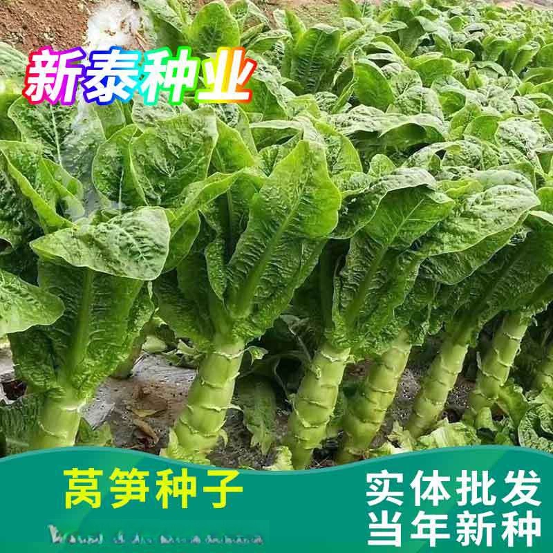 Семена салата Four Seasons Зеленые объемные семена Легко вырастить на полях Овощные поля Новые Семена весной, летом и осенью